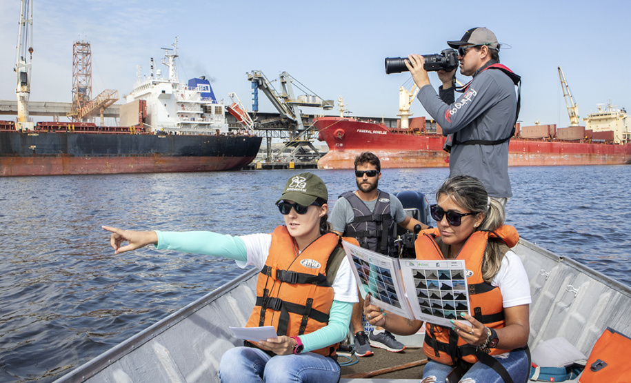 A cada três meses, um especialista contratado pela Administração dos Portos do Paraná passa seis dias monitorando os botos-cinza, golfinhos, que vivem na região. Na área interna, de Pontal a Antonina, são quase cem quilômetros percorridos para acompanhar os animais, que se deslocam e pescam em grupos no entorno dos portos de Paranaguá e Antonina.  p  Paranaguá, 04/04/2019  -  Foto: Claudio Neves/ Portos do Paraná