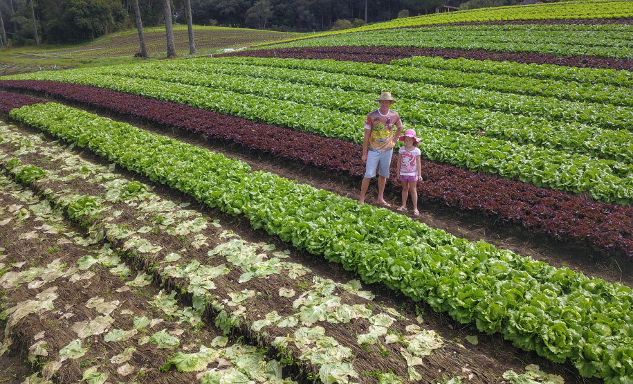 O produtor Bruno Schules, 32, de São José dos Pinhais, na Região Metropolitana de Curitiba (RMC), é um dos agricultores que trabalham com olericultura no Estado e recebem atendimento da Emater.  -  São José dos Pinhais, 04/04/2019  -  Foto: José Fernando Ogura/ANPr
