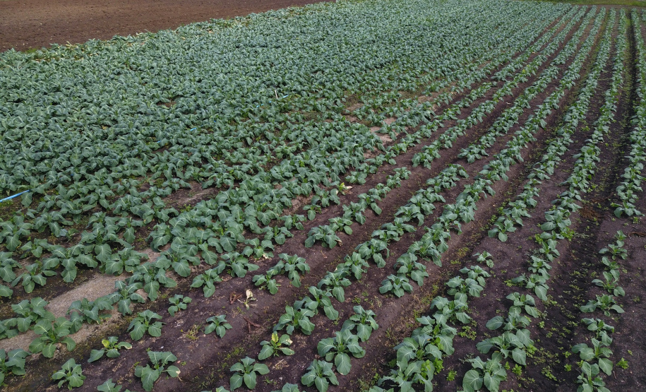 O produtor Bruno Schules, 32, de São José dos Pinhais, na Região Metropolitana de Curitiba (RMC), é um dos agricultores que trabalham com olericultura no Estado e recebem atendimento da Emater.  -  São José dos Pinhais, 04/04/2019  -  Foto: José Fernando Ogura/ANPr