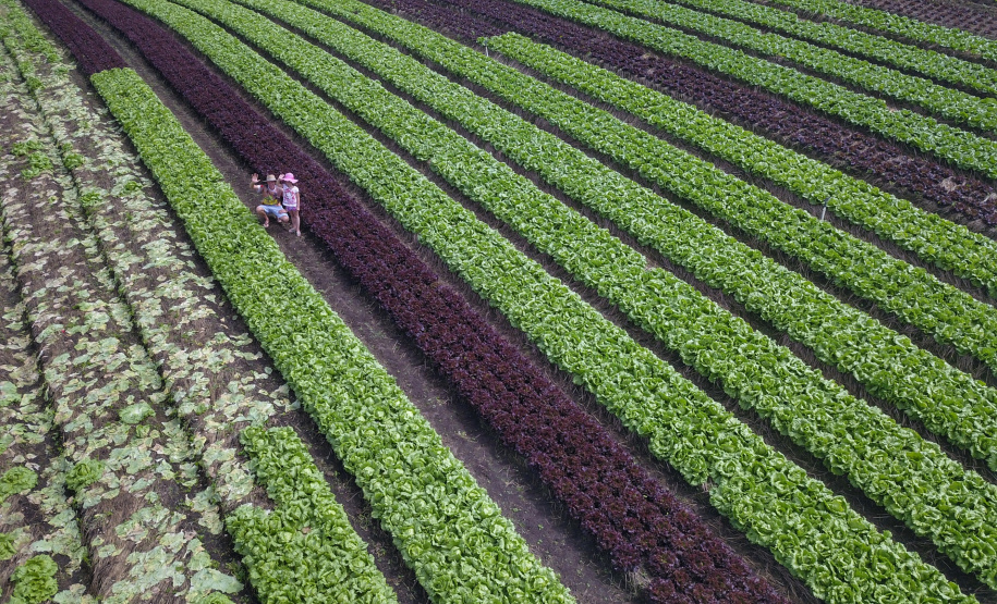 O produtor Bruno Schules, 32, de São José dos Pinhais, na Região Metropolitana de Curitiba (RMC), é um dos agricultores que trabalham com olericultura no Estado e recebem atendimento da Emater.  -  São José dos Pinhais, 04/04/2019  -  Foto: José Fernando Ogura/ANPr