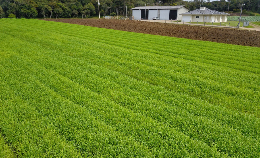 O produtor Bruno Schules, 32, de São José dos Pinhais, na Região Metropolitana de Curitiba (RMC), é um dos agricultores que trabalham com olericultura no Estado e recebem atendimento da Emater.  -  São José dos Pinhais, 04/04/2019  -  Foto: José Fernando Ogura/ANPr