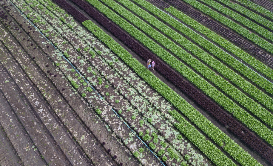 O produtor Bruno Schules, 32, de São José dos Pinhais, na Região Metropolitana de Curitiba (RMC), é um dos agricultores que trabalham com olericultura no Estado e recebem atendimento da Emater.  -  São José dos Pinhais, 04/04/2019  -  Foto: José Fernando Ogura/ANPr