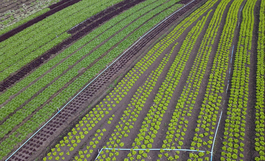 O produtor Bruno Schules, 32, de São José dos Pinhais, na Região Metropolitana de Curitiba (RMC), é um dos agricultores que trabalham com olericultura no Estado e recebem atendimento da Emater.  -  São José dos Pinhais, 04/04/2019  -  Foto: José Fernando Ogura/ANPr