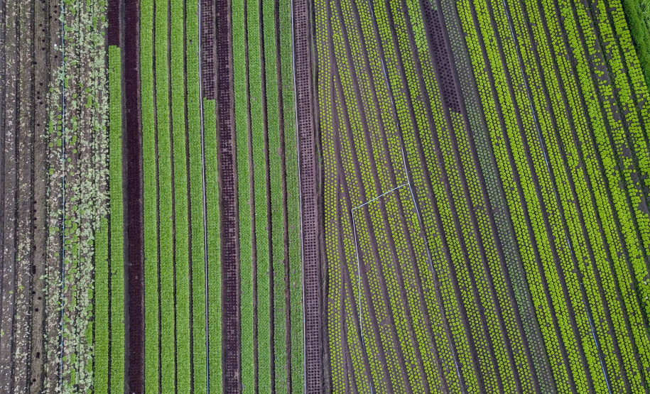 O produtor Bruno Schules, 32, de São José dos Pinhais, na Região Metropolitana de Curitiba (RMC), é um dos agricultores que trabalham com olericultura no Estado e recebem atendimento da Emater.  -  São José dos Pinhais, 04/04/2019  -  Foto: José Fernando Ogura/ANPr