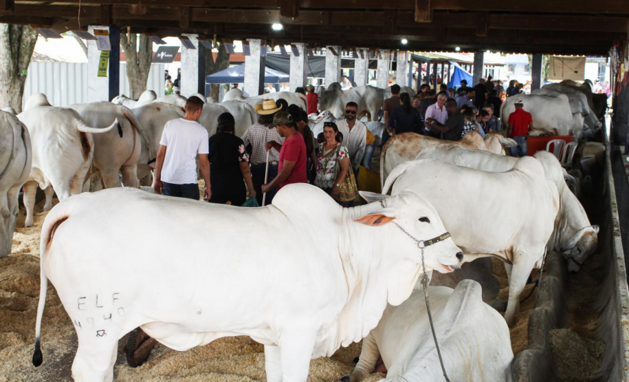 Expolondrina  -  Foto: Divulgação Expolondrina