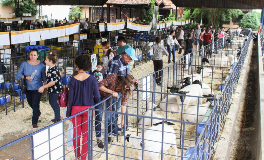 Expolondrina  -  Foto: Divulgação Expolondrina