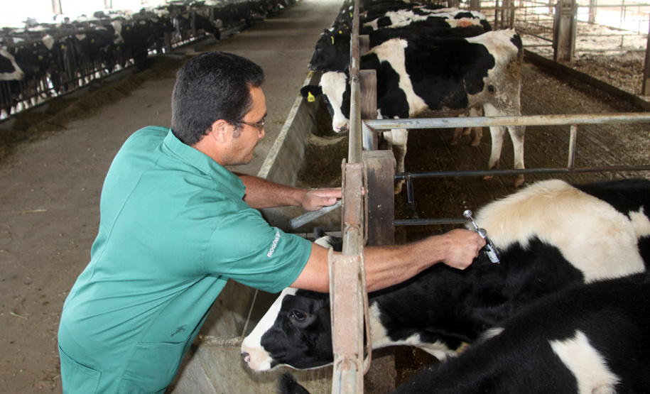 O Governo do Estado vai promover em maio fóruns regionais em seis municípios para debater com entidades do setor agropecuário as ações necessárias para solicitação e reconhecimento do status de Área Livre de Febre Aftosa, sem Vacinação. -  Foto Jonas Oliveira/Arquivo ANPr
