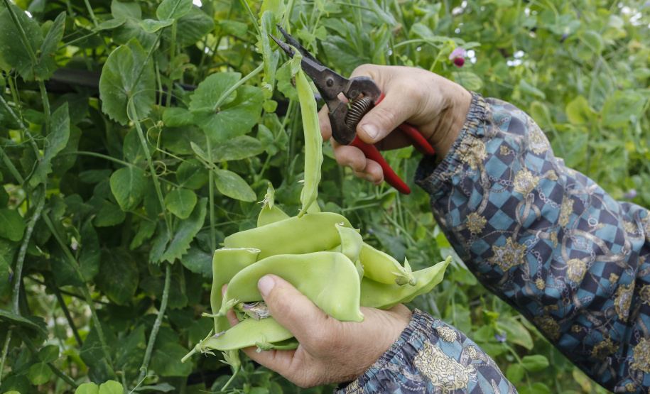 Paraná Mais Orgânico alcança a marca de 900 certificações. Foto: Arnaldo Alves/ANPr
