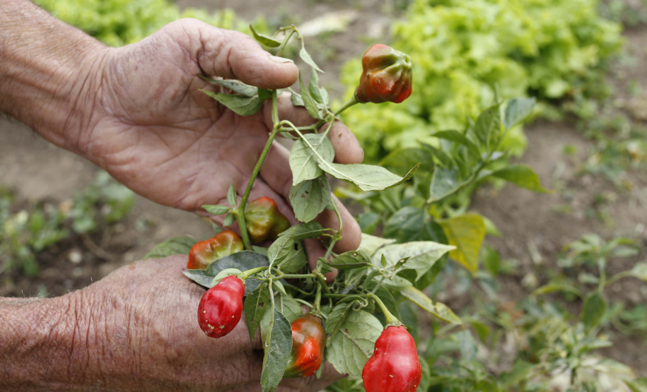 Paraná Mais Orgânico alcança a marca de 900 certificações. Foto: Arnaldo Alves/ANPr