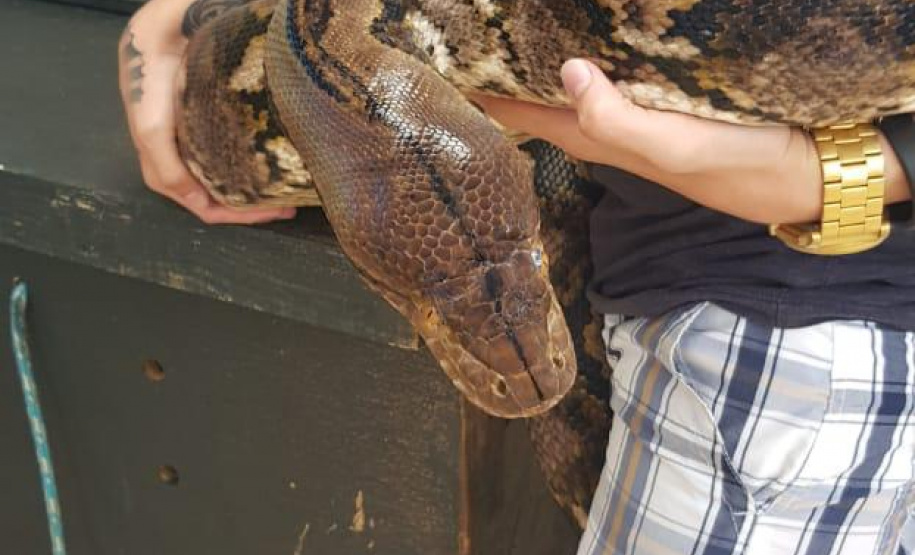A Delegacia de Proteção ao Meio Ambiente (DPMA) da Polícia Civil do Paraná apreendeu 250 animais silvestres ou em situação de maus tratos em Curitiba e região no primeiro trimestre deste ano. Foto: Polícia Civil