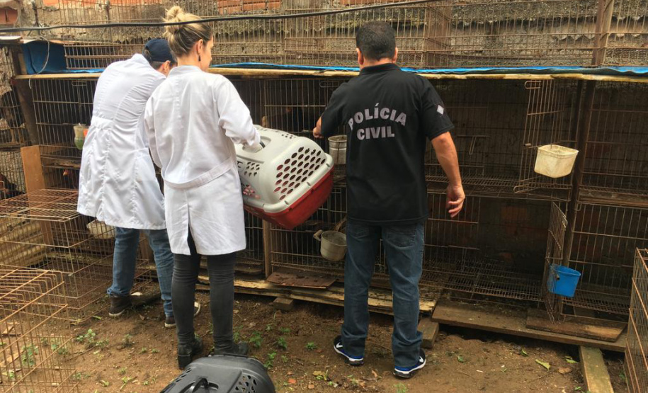 A Delegacia de Proteção ao Meio Ambiente (DPMA) da Polícia Civil do Paraná apreendeu 250 animais silvestres ou em situação de maus tratos em Curitiba e região no primeiro trimestre deste ano. Foto: Polícia Civil