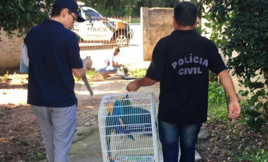 A Delegacia de Proteção ao Meio Ambiente (DPMA) da Polícia Civil do Paraná apreendeu 250 animais silvestres ou em situação de maus tratos em Curitiba e região no primeiro trimestre deste ano. Foto: Polícia Civil