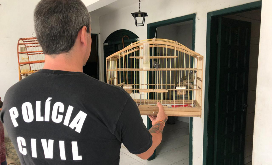 A Delegacia de Proteção ao Meio Ambiente (DPMA) da Polícia Civil do Paraná apreendeu 250 animais silvestres ou em situação de maus tratos em Curitiba e região no primeiro trimestre deste ano. Foto: Polícia Civil