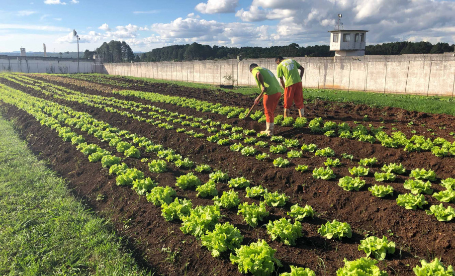 O Paraná atingiu em março a marca de 47,72% dos presos fazendo algum tipo de atividade educacional, segundo o Departamento Penitenciário (Depen-PR). O índice é consideravelmente superior a fevereiro, quando o Estado fechou com 36,3% e alcançou o segundo lugar entre as unidades da federação, perdendo apenas para o Piauí (40%). Foto:José Fernando Ogura/ANPr