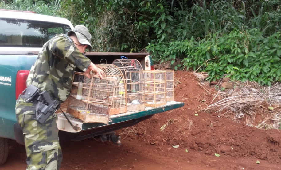 A Secretaria de Desenvolvimento Sustentável e Turismo e as equipes do Batalhão de Polícia Ambiental Força Verde aplicaram 930 autos de infração ambiental em 2019, em 190 municípios do Paraná, por desmatamento irregular (51%), posse ilegal ou maus tratos a animais (18%), efluentes industriais (17%) e pesca fora dos lugares permitidos por lei (5%). Cerca de 90% foi registrado pela polícia, o que resultou em mais de R$ 5 milhões em multas. Foto:Policia Ambiental
