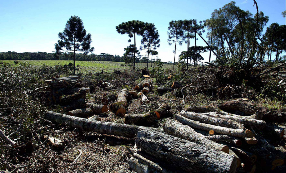 A Secretaria de Desenvolvimento Sustentável e Turismo e as equipes do Batalhão de Polícia Ambiental Força Verde aplicaram 930 autos de infração ambiental em 2019, em 190 municípios do Paraná, por desmatamento irregular (51%), posse ilegal ou maus tratos a animais (18%), efluentes industriais (17%) e pesca fora dos lugares permitidos por lei (5%). Cerca de 90% foi registrado pela polícia, o que resultou em mais de R$ 5 milhões em multas.Foto: Denis Ferreira Netto/SEMA- Arquivo/ANPr