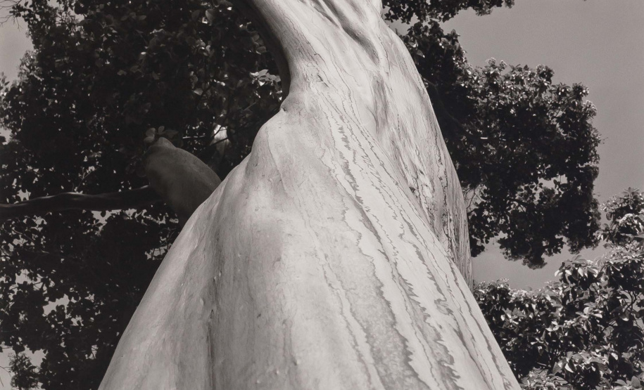 A mostra “Com Título e Sem Título, Técnicas e Dimensões Variadas – Museu Oscar Niemeyer, Aquisições e Doações Recentes” será inaugurada na quinta-feira (16). São 54 obras, entre esculturas, instalações, gravuras, pinturas e fotografias de artistas paranaenses, nacionais e internacionais. A exposição fica em cartaz até 18 de agosto. Foto:Reprodução - Marcelo Kawase/MON