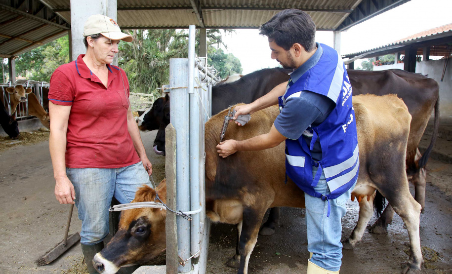 Paraná inicia os fóruns sobre o fim da vacinação contra aftosa. Foto: Jaelson Lucas/ANPr