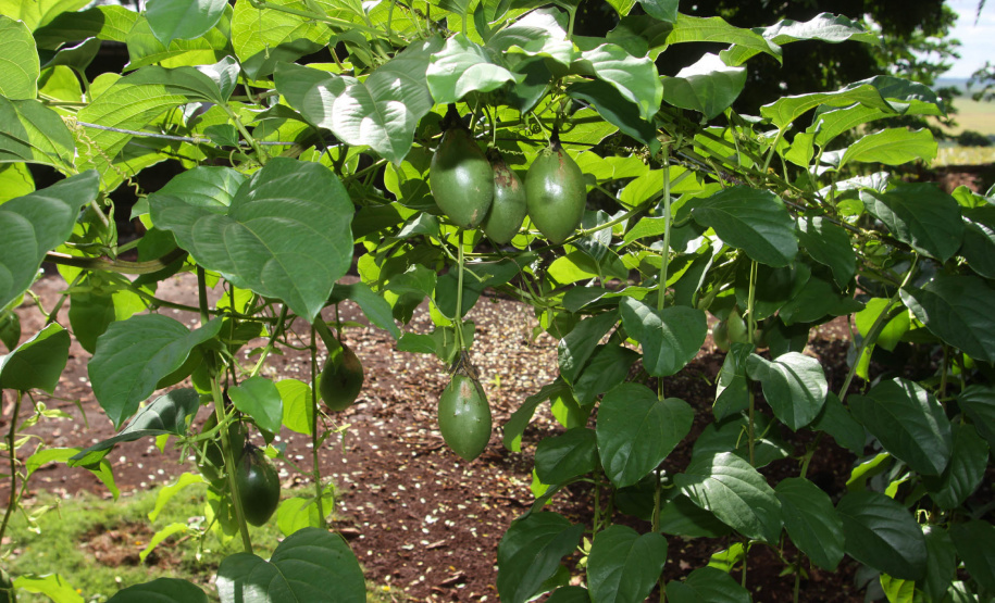 Boletim do Iapar divulga tecnologia para cultivo de maracujá em áreas com endurecimento dos frutos. Foto:Jonas Oliveira/Arqiovo ANPr