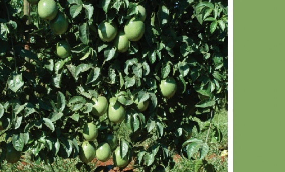 Boletim do Iapar divulga tecnologia para cultivo de maracujá em áreas com endurecimento dos frutos