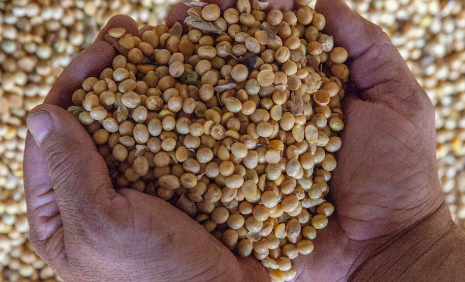 19% das exportações da soja brasileira passa pelos Portos do Paraná. Foto: Claudio Neves/APPA