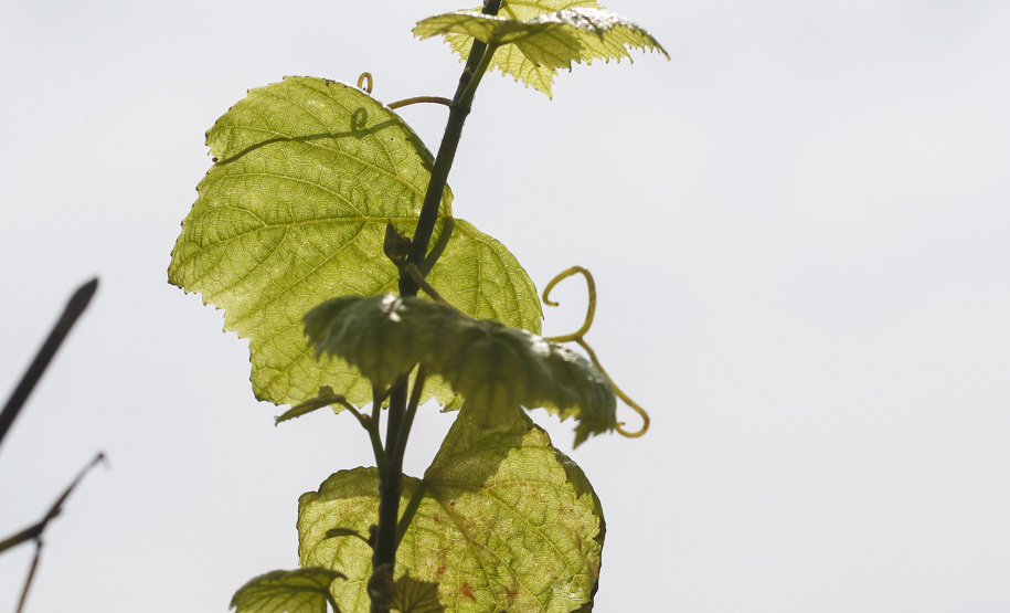 Vinícula Araucária, em São José dos Pinhais.São José dos Pinhais, 26-04-19.Foro: Arnaldo Alves / ANPr.