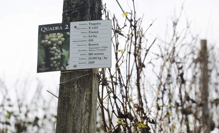 Vinícula Araucária, em São José dos Pinhais.São José dos Pinhais, 26-04-19.Foro: Arnaldo Alves / ANPr.