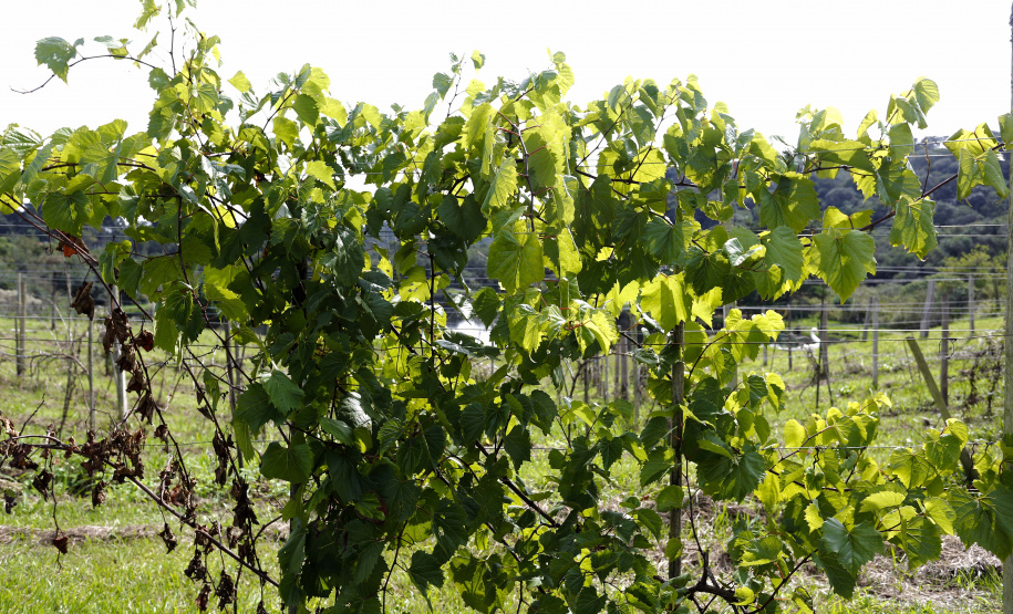Vinícula Araucária, em São José dos Pinhais.São José dos Pinhais, 26-04-19.Foro: Arnaldo Alves / ANPr.