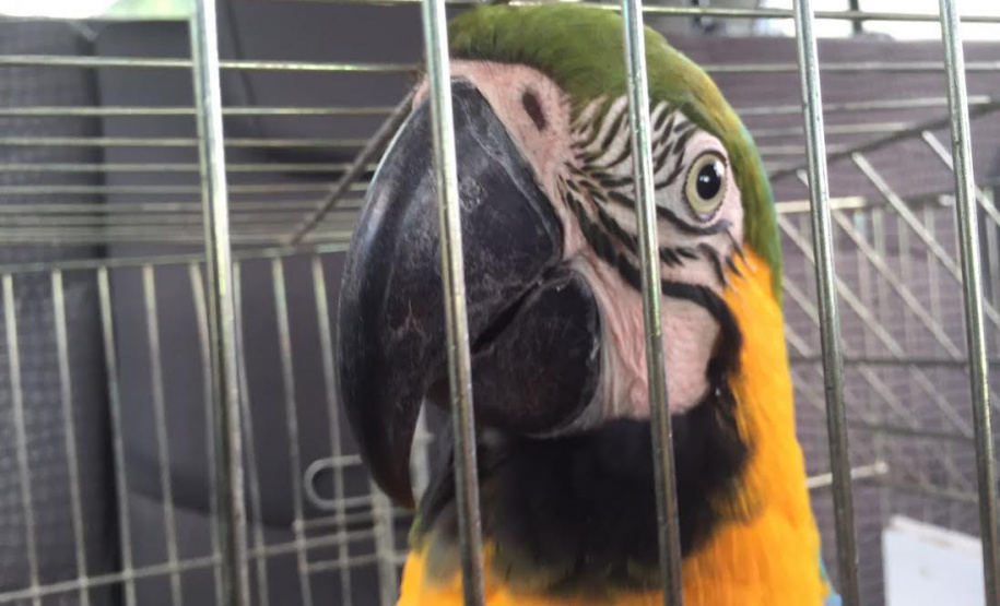 A Secretaria de Estado do Desenvolvimento Sustentável e do Turismo programou uma série de atividades para comemorar o Dia Mundial do Meio Ambiente, celebrado em 5 de junho. A programação prevê o lançamento de programas e aplicativos, soltura de aves, assinatura de acordo de cooperação e ações de responsabilidade socioambiental durante todo o mês. Foto: Divulgação/SEDET