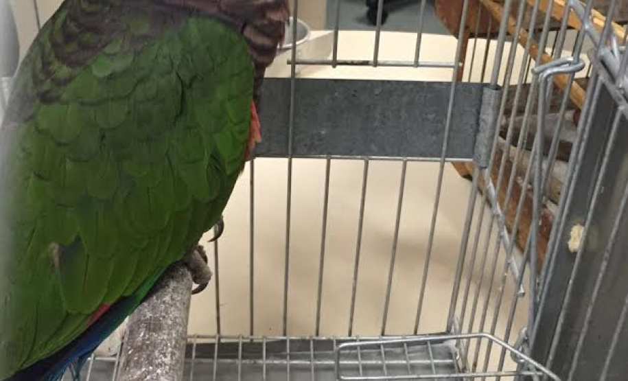 A Secretaria de Estado do Desenvolvimento Sustentável e do Turismo programou uma série de atividades para comemorar o Dia Mundial do Meio Ambiente, celebrado em 5 de junho. A programação prevê o lançamento de programas e aplicativos, soltura de aves, assinatura de acordo de cooperação e ações de responsabilidade socioambiental durante todo o mês. Foto: Divulgação/SEDET