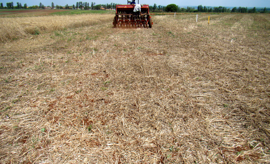 Plantio direto como prática de preservação do meio ambiente.  -  Foto:  Cézar Francisco Araujo Júnior/Iapar