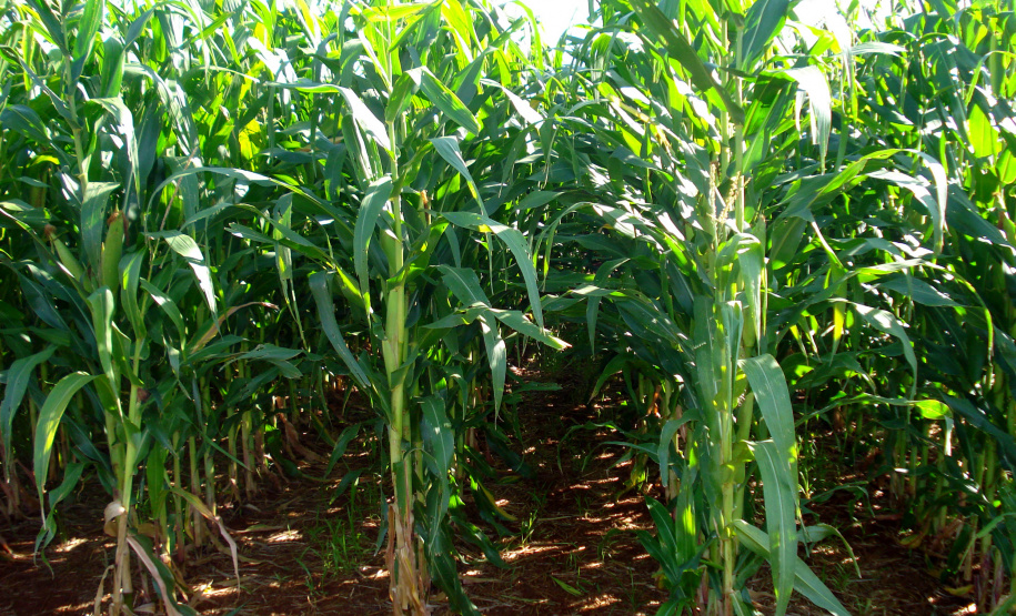 Plantio direto como prática de preservação do meio ambiente.  -  Foto:  Cézar Francisco Araujo Júnior/Iapar