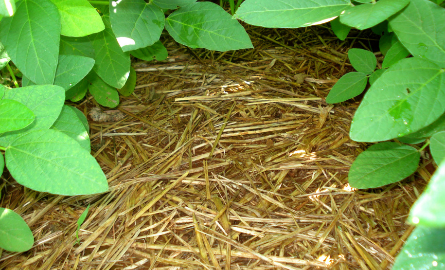 Plantio direto como prática de preservação do meio ambiente.  -  Foto:  Cézar Francisco Araujo Júnior/Iapar