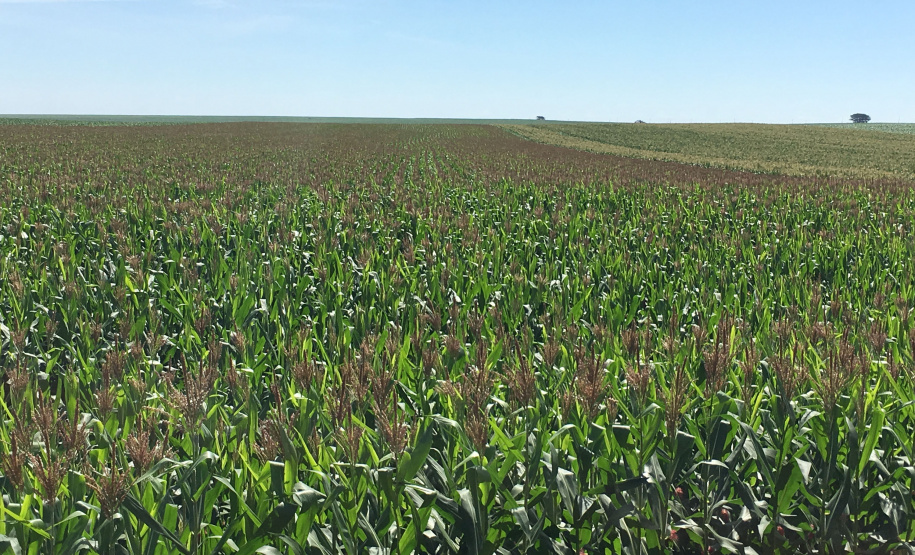 O Instituto Agronômico do Paraná (Iapar) promove de terça (4) a quinta (6), em diversas cidades do Paraná, a Rodada Técnica de Fungicidas em Milho. O evento vai reunir parceiros do instituto, como agricultores que produzem sementes com as variedades da instituição, técnicos de cooperativas e extensionistas da Emater para um treinamento.  -  Foto: Divulgação IAPAR