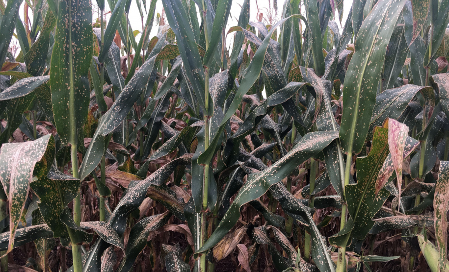 O Instituto Agronômico do Paraná (Iapar) promove de terça (4) a quinta (6), em diversas cidades do Paraná, a Rodada Técnica de Fungicidas em Milho. O evento vai reunir parceiros do instituto, como agricultores que produzem sementes com as variedades da instituição, técnicos de cooperativas e extensionistas da Emater para um treinamento.  -  Foto: Divulgação IAPAR