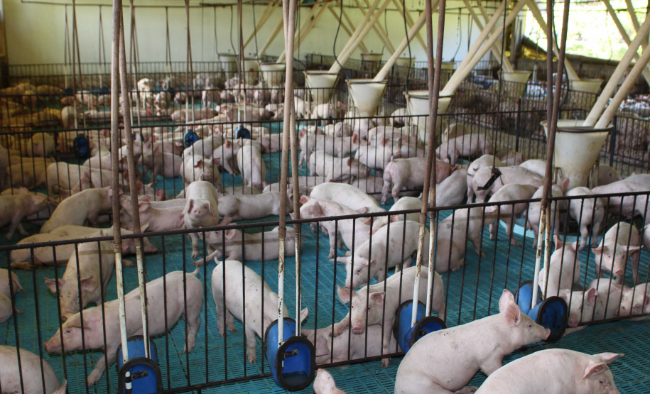 Exportação de suínos cresce 73% e pode aumentar no 2º semestre . Foto: Jonas Oliveira/Arquivo-SECS