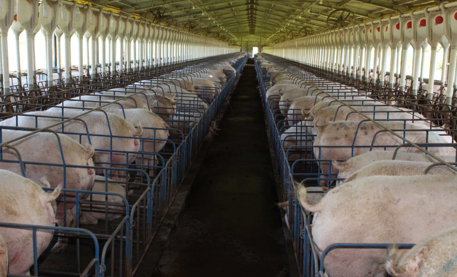 Exportação de suínos cresce 73% e pode aumentar no 2º semestre . Foto: Jonas Oliveira/Arquivo-SECS