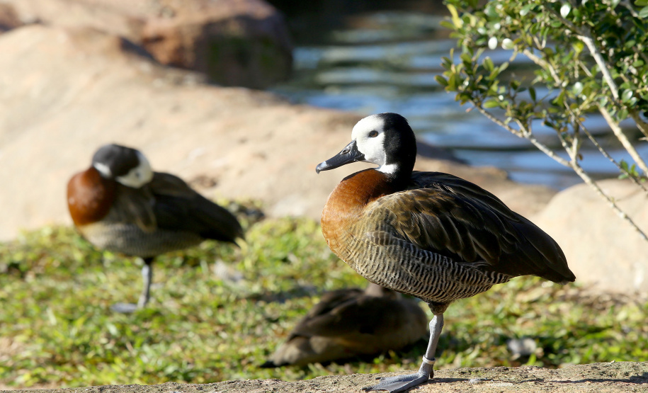 O Criadouro Onça-Pintada é mantido pela Associação de Pesquisa e Conservação da Vida Silvestre (SPVS). É um espaço para receber animais ameaçados de extinção que necessitem de cuidado especial e também espécies da fauna silvestre brasileira. Foto: Jaelson Lucas/ANPr