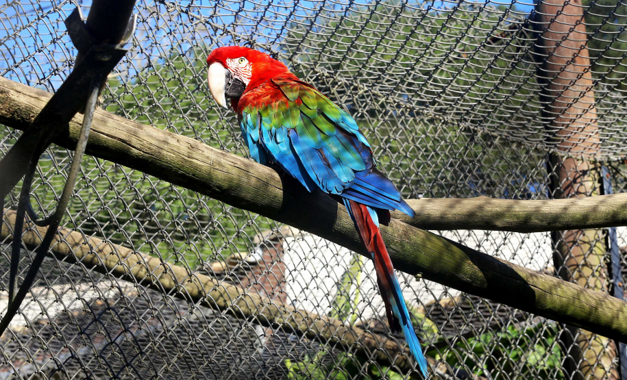 O Criadouro Onça-Pintada é mantido pela Associação de Pesquisa e Conservação da Vida Silvestre (SPVS). É um espaço para receber animais ameaçados de extinção que necessitem de cuidado especial e também espécies da fauna silvestre brasileira. Foto: Jaelson Lucas/ANPr