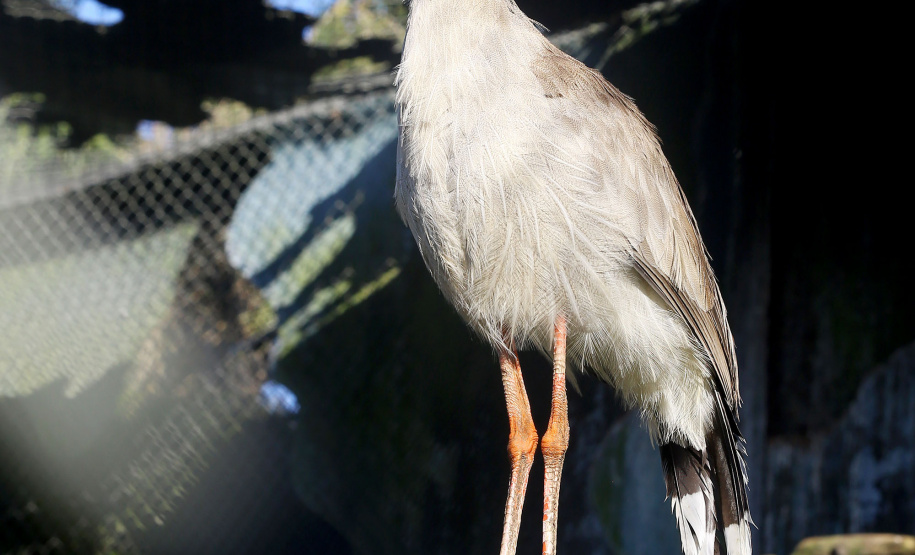 O Criadouro Onça-Pintada é mantido pela Associação de Pesquisa e Conservação da Vida Silvestre (SPVS). É um espaço para receber animais ameaçados de extinção que necessitem de cuidado especial e também espécies da fauna silvestre brasileira. Foto: Jaelson Lucas/ANPr