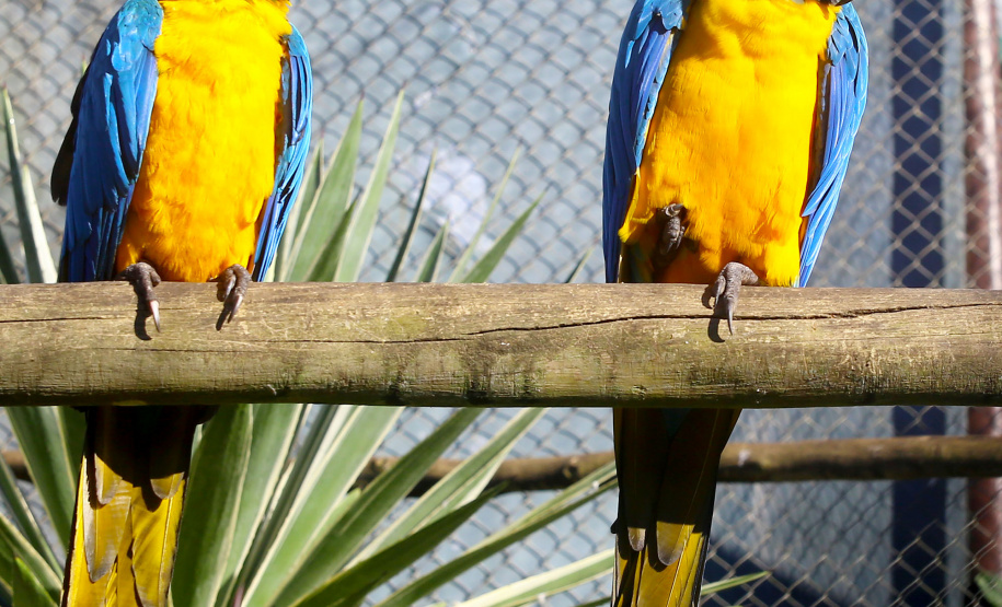 O Criadouro Onça-Pintada é mantido pela Associação de Pesquisa e Conservação da Vida Silvestre (SPVS). É um espaço para receber animais ameaçados de extinção que necessitem de cuidado especial e também espécies da fauna silvestre brasileira. Foto: Jaelson Lucas/ANPr