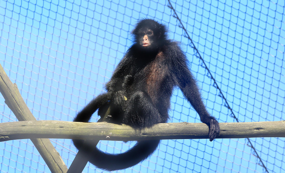 O Criadouro Onça-Pintada é mantido pela Associação de Pesquisa e Conservação da Vida Silvestre (SPVS). É um espaço para receber animais ameaçados de extinção que necessitem de cuidado especial e também espécies da fauna silvestre brasileira. Foto: Jaelson Lucas/ANPr