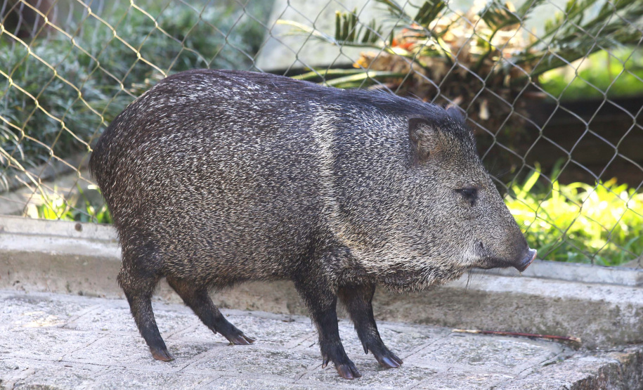 O Criadouro Onça-Pintada é mantido pela Associação de Pesquisa e Conservação da Vida Silvestre (SPVS). É um espaço para receber animais ameaçados de extinção que necessitem de cuidado especial e também espécies da fauna silvestre brasileira. Foto: Jaelson Lucas/ANPr