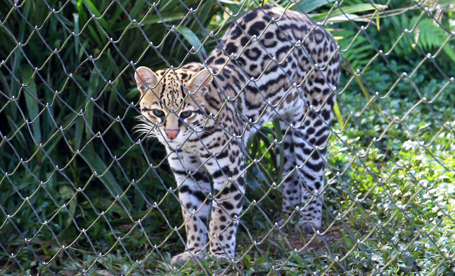 O Criadouro Onça-Pintada é mantido pela Associação de Pesquisa e Conservação da Vida Silvestre (SPVS). É um espaço para receber animais ameaçados de extinção que necessitem de cuidado especial e também espécies da fauna silvestre brasileira. Foto: Jaelson Lucas/ANPr