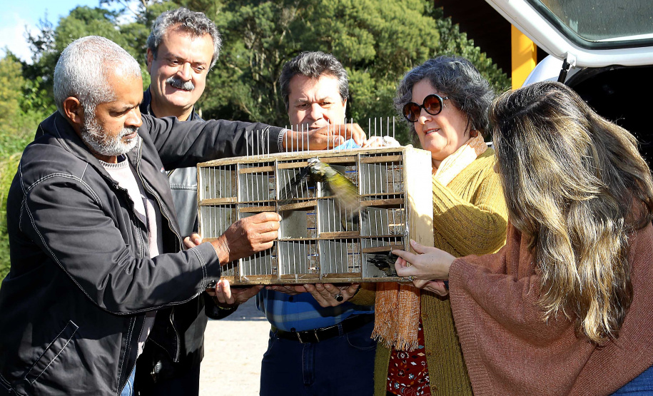 A Secretaria de Estado do Desenvolvimento Sustentável e do Turismo e o Instituto Ambiental do Paraná (IAP) realizaram nesta segunda-feira (10) a soltura de 30 aves apreendidas em operações de fiscalização. A soltura aconteceu no Criadouro Conservacionista Onça-Pintada, em Campina Grande do Sul, na Grande Curitiba. Ação integra as comemorações do Dia Internacional do Meio Ambiente. Foto: Jaelson Lucas/ANPr