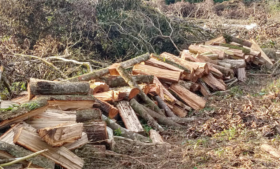 Fiscais do Instituto Ambiental do Paraná (IAP), regional de União da Vitória, identificaram nessa quinta-feira (13), no município de Paulo Frontin, uma área de corte de vegetação nativa ilegal, equivalente a 1,43 hectares de desmate.   União da Vitória, 13/06/2019  -  Foto: Divulgaação IAP