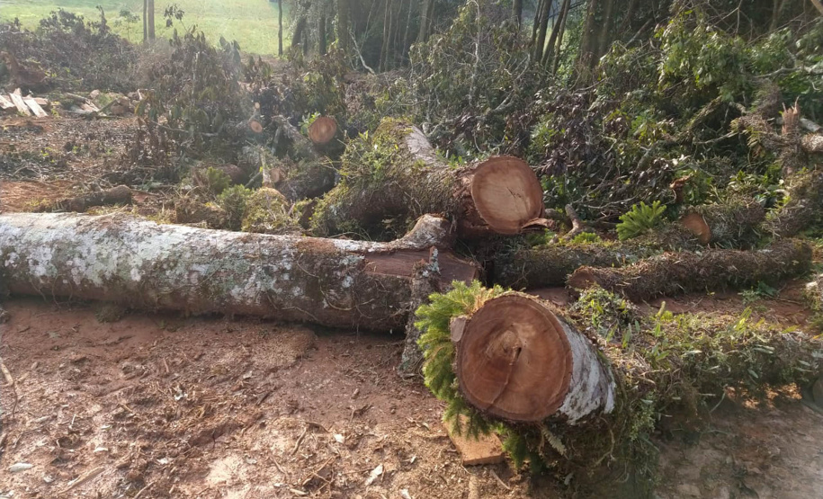 Fiscais do Instituto Ambiental do Paraná (IAP), regional de União da Vitória, identificaram nessa quinta-feira (13), no município de Paulo Frontin, uma área de corte de vegetação nativa ilegal, equivalente a 1,43 hectares de desmate.   União da Vitória, 13/06/2019  -  Foto: Divulgaação IAP