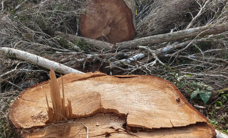 Fiscais do Instituto Ambiental do Paraná (IAP), regional de União da Vitória, identificaram nessa quinta-feira (13), no município de Paulo Frontin, uma área de corte de vegetação nativa ilegal, equivalente a 1,43 hectares de desmate.   União da Vitória, 13/06/2019  -  Foto: Divulgaação IAP