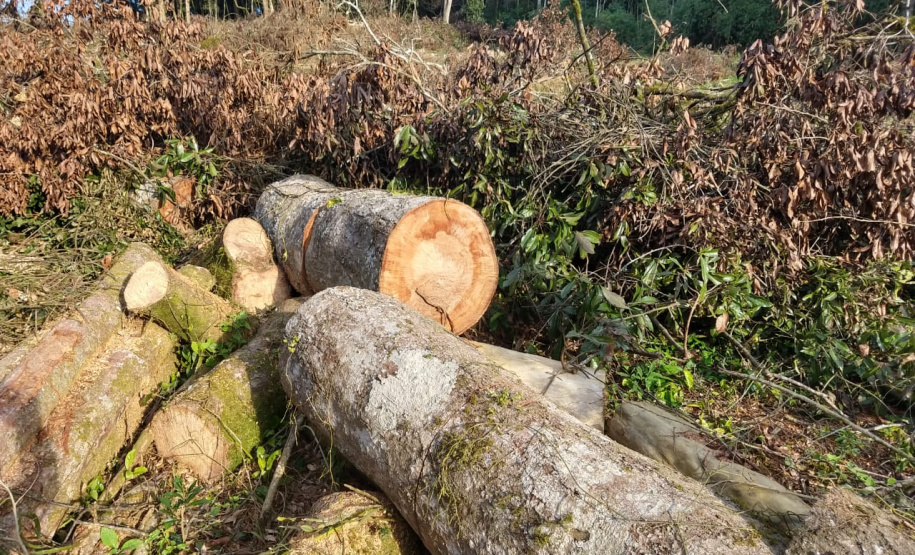 Fiscais do Instituto Ambiental do Paraná (IAP), regional de União da Vitória, identificaram nessa quinta-feira (13), no município de Paulo Frontin, uma área de corte de vegetação nativa ilegal, equivalente a 1,43 hectares de desmate.   União da Vitória, 13/06/2019  -  Foto: Divulgaação IAP