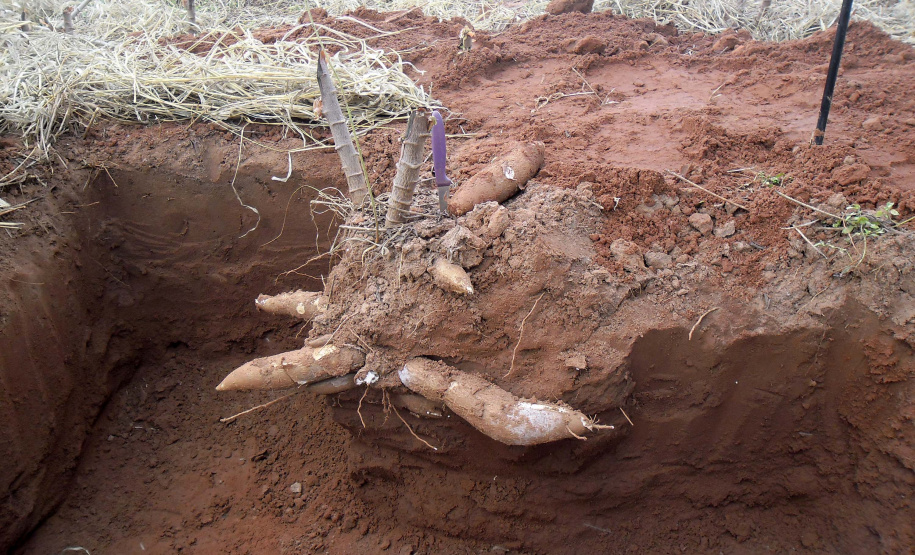IAPAR realiza Manhã de Campo da Mandioca . Foto: Iapar